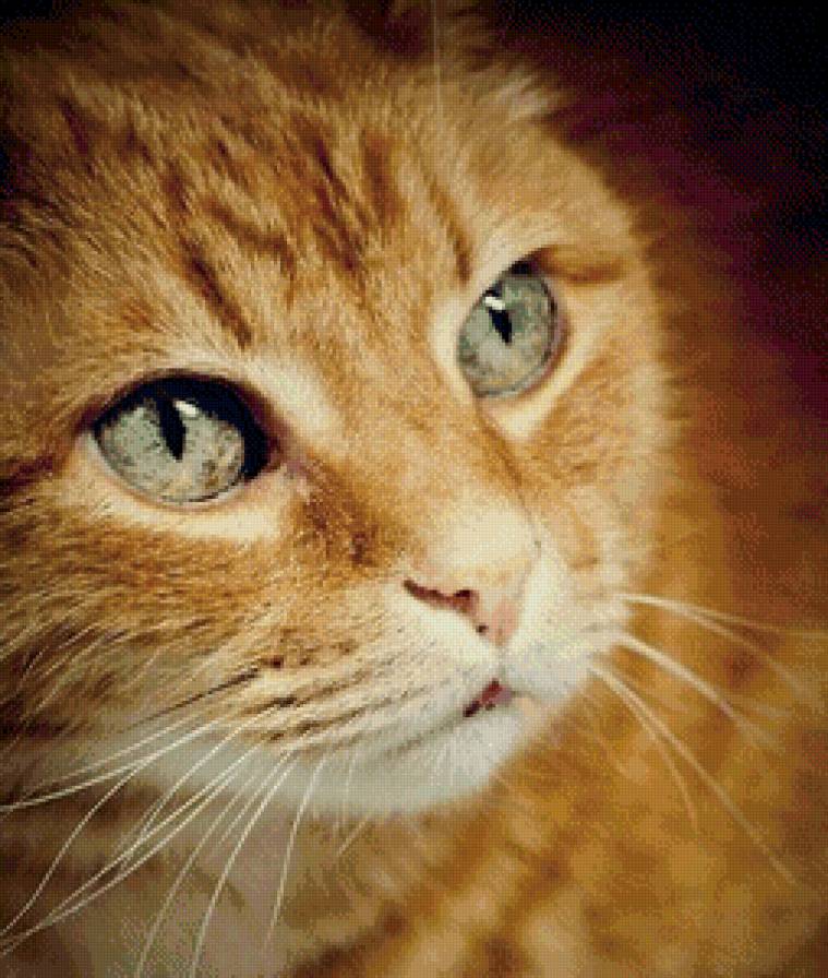 Рыжий - животные, кот, рыжий, кошки - предпросмотр