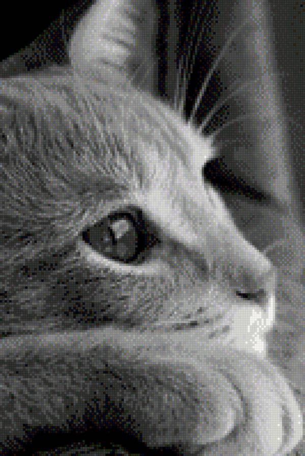 31 - предпросмотр