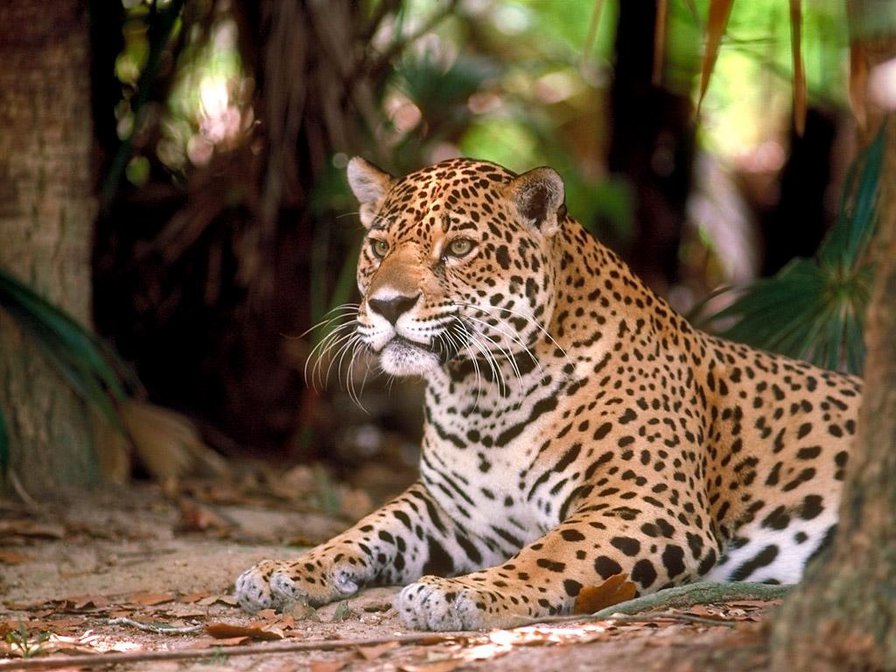 39 - оригинал