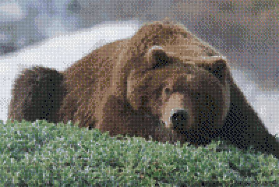 Медведь. - животные - предпросмотр