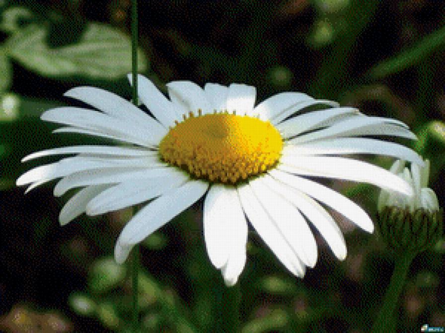 Ромашка - цветок, большой, ромашка - предпросмотр