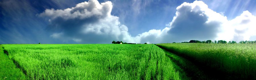 Простор - трава, облака, картина, поле, простор, небо - оригинал