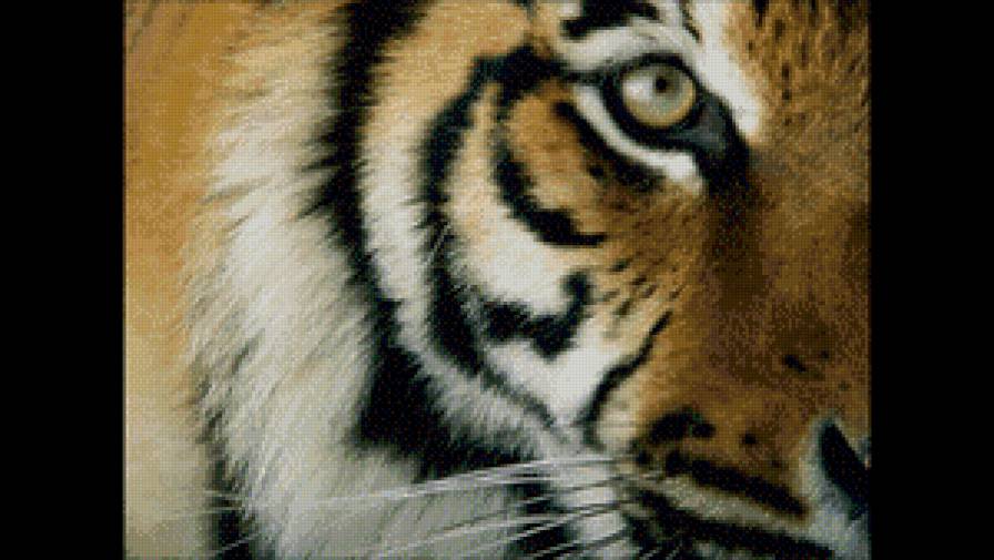 Тигр - тигр, хищник, взгляд - предпросмотр