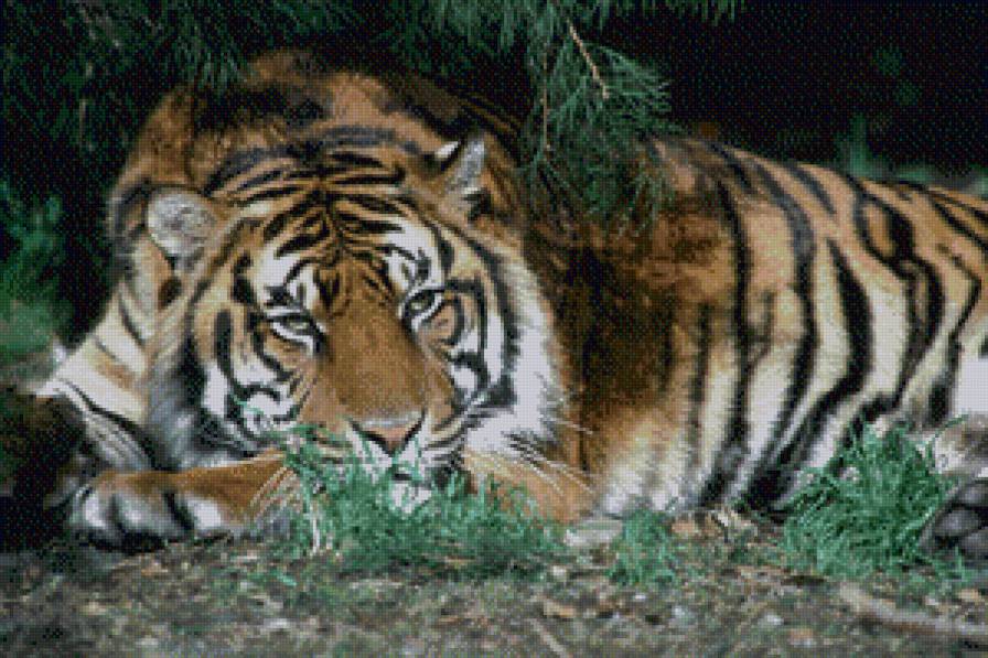 Тигр в зарослях - животное, тигр, хищник - предпросмотр