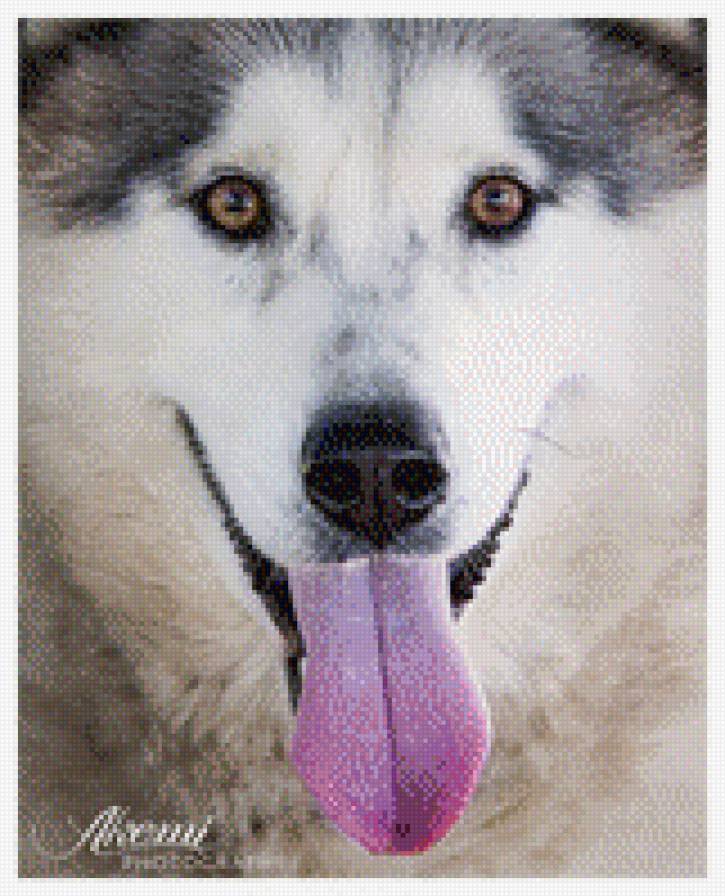 55 - предпросмотр