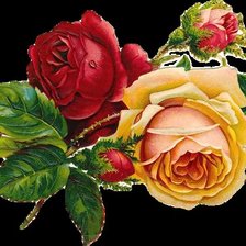 Схема вышивки «розы»