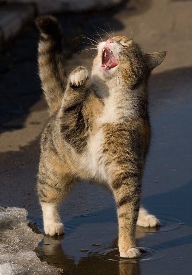 А мне море по колено! - прикол, кошки, животные - оригинал