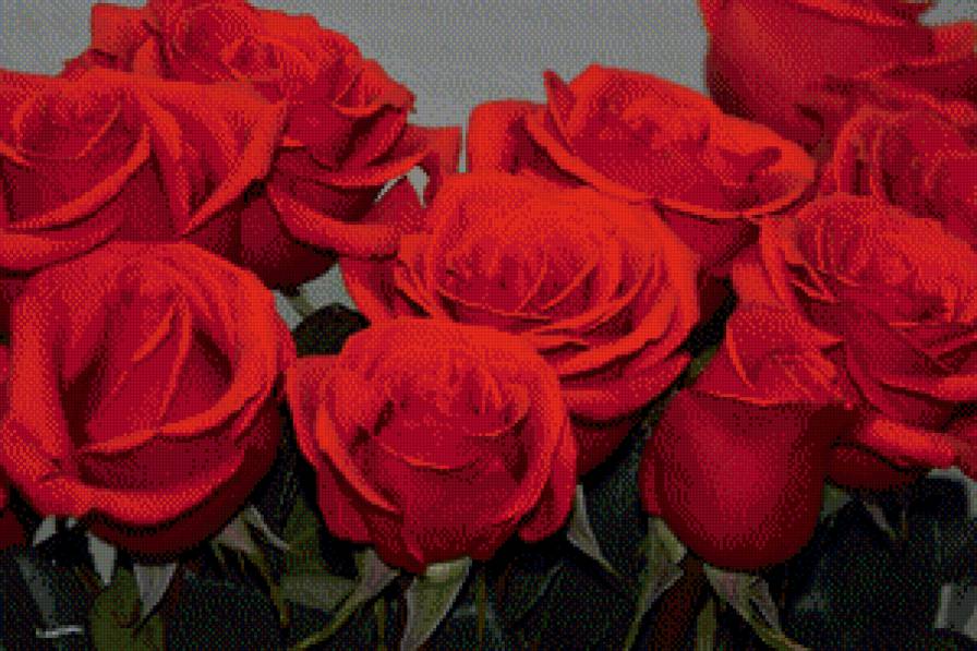алые розы - розы, цветы - предпросмотр