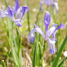 Схема вышивки «Цветы»