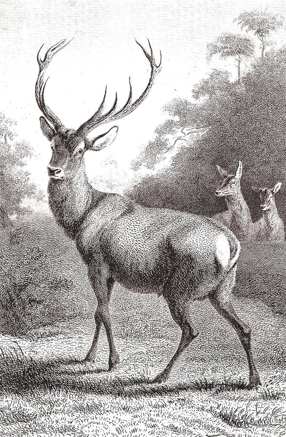 олень - олень, монохром, гравюра, животные, графика, семья - оригинал