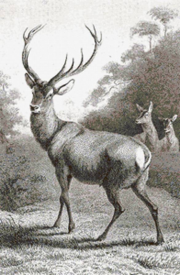 олень - гравюра, животные, графика, монохром, семья, олень - предпросмотр