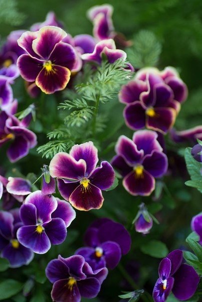 №973624 - оригинал