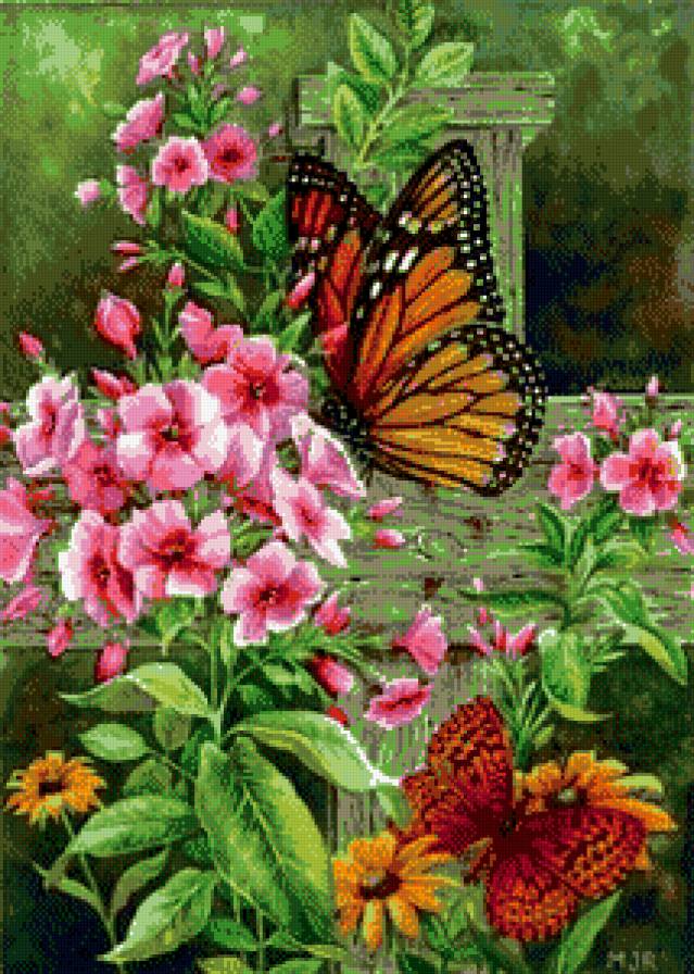 Флоксы - бабочки, цветы. - предпросмотр