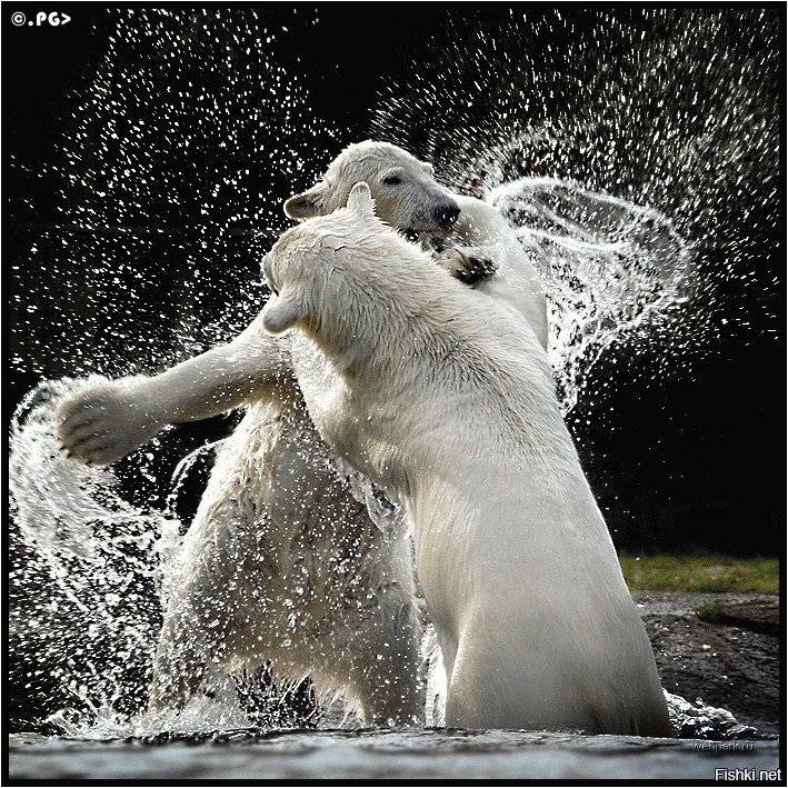 Сила - оригинал