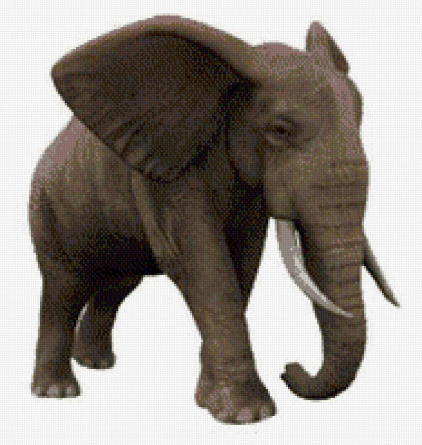 слон - слон - предпросмотр