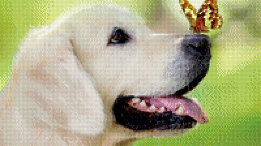 Лабрадор - предпросмотр