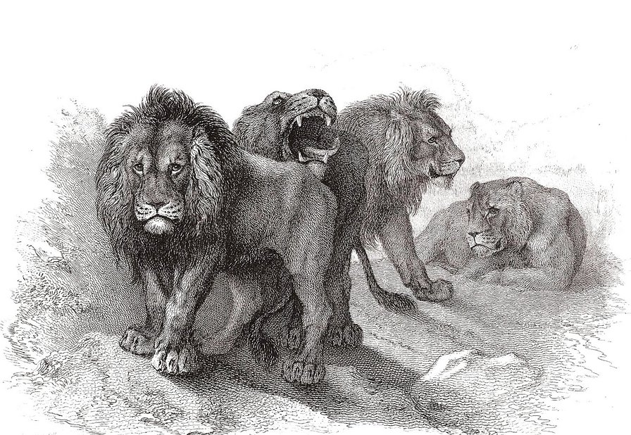 семья львов - кошки, монохром, гравюра, графика, львы - оригинал