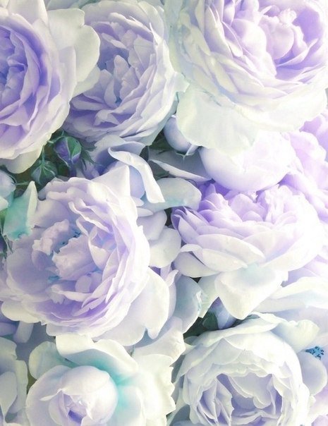 розы - розы - оригинал