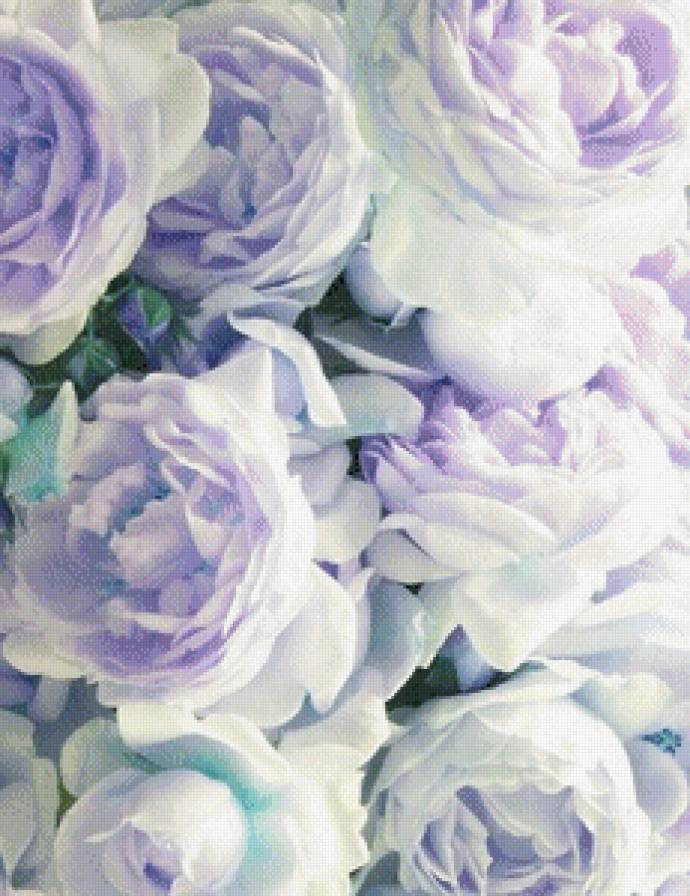 розы - розы - предпросмотр