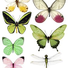 Оригинал схемы вышивки «цветные бабочки и стрекоза» (№974762)