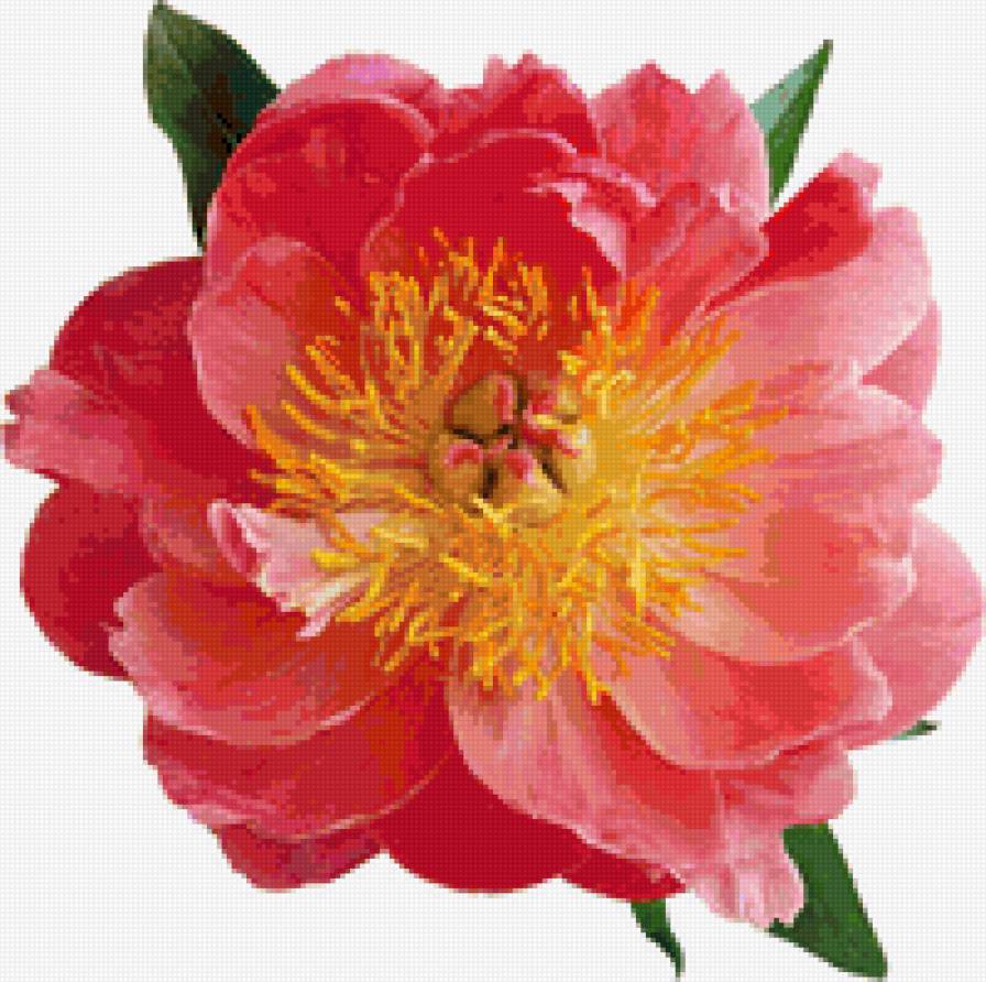 Пион - предпросмотр