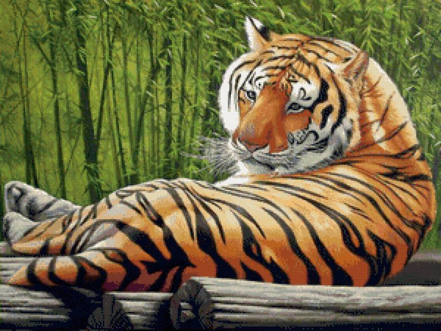 Тигр - хищник, тигр, животные - предпросмотр