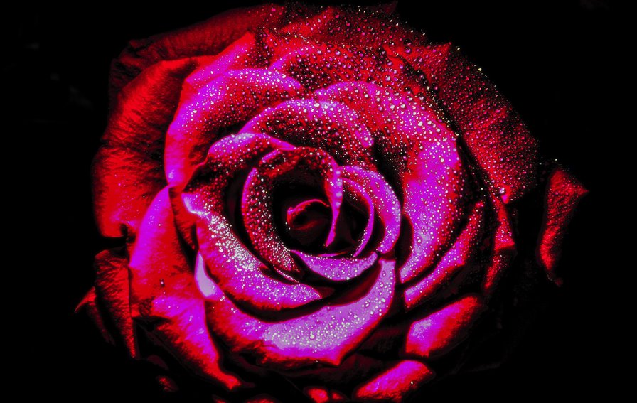 Роза алая. - красная, роза, цветок - оригинал