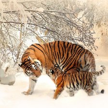 Зимняя тигриная идиллия.