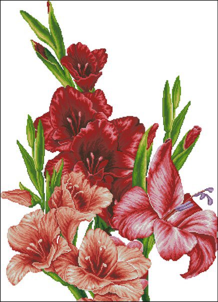 Шикарные гладиолусы - гладиолусы - оригинал