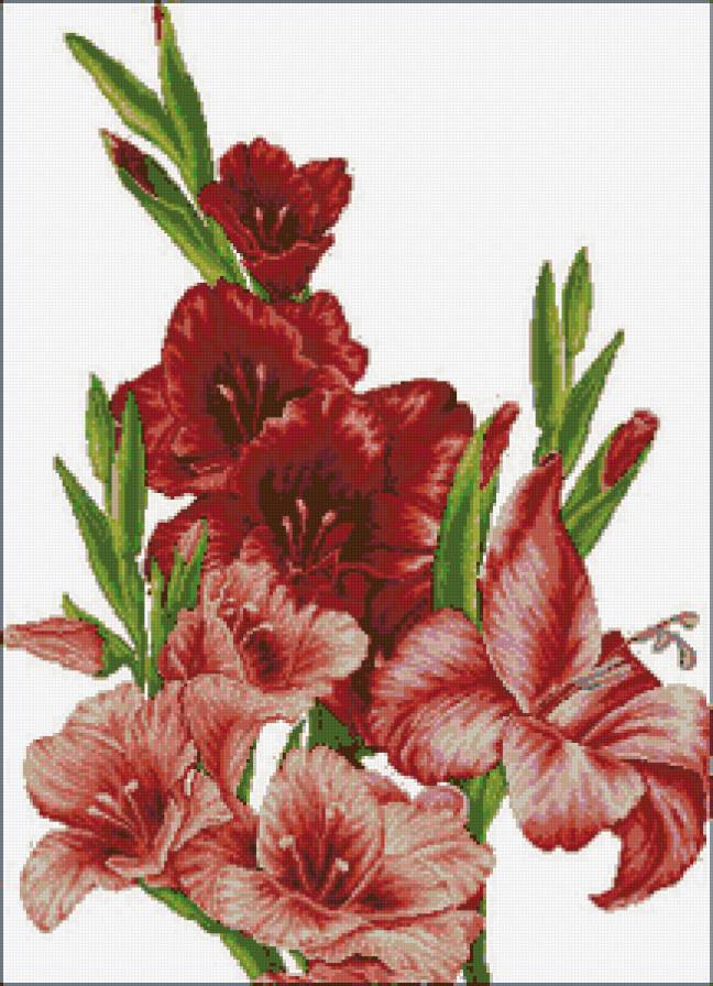 Шикарные гладиолусы - гладиолусы - предпросмотр