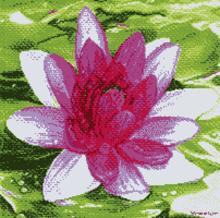 лилия - предпросмотр