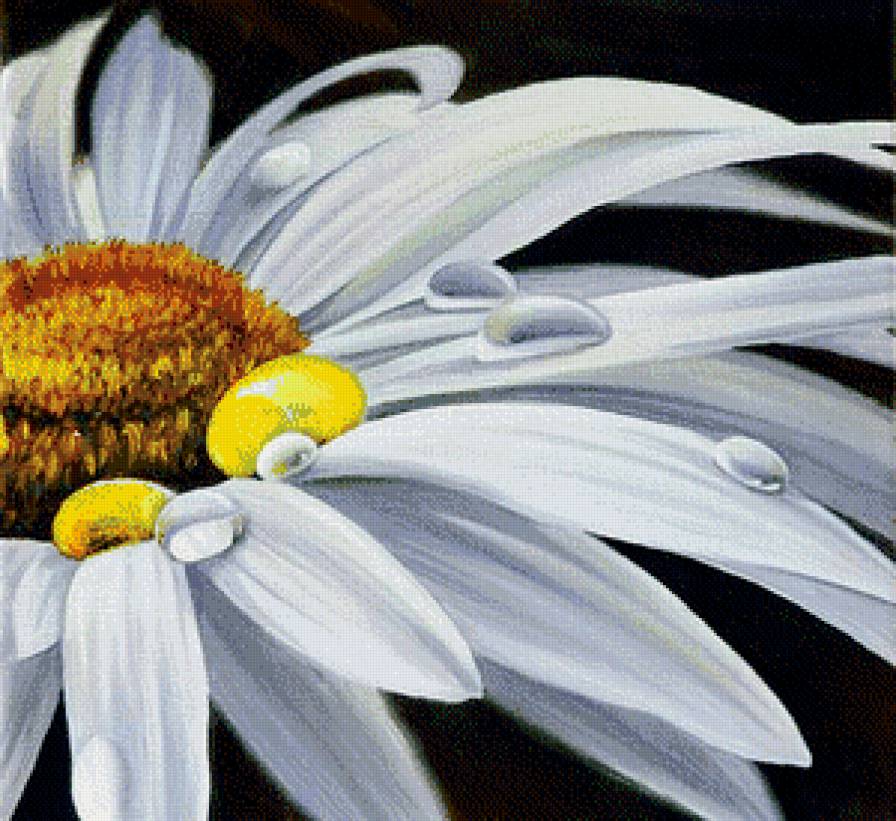 Серия "Цветы, букеты" - ромашка, капли, роса, панно - предпросмотр