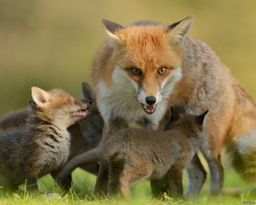 Лиска - оригинал