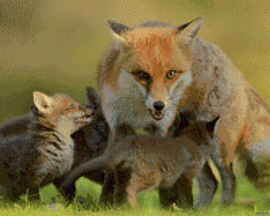 Лиска - предпросмотр