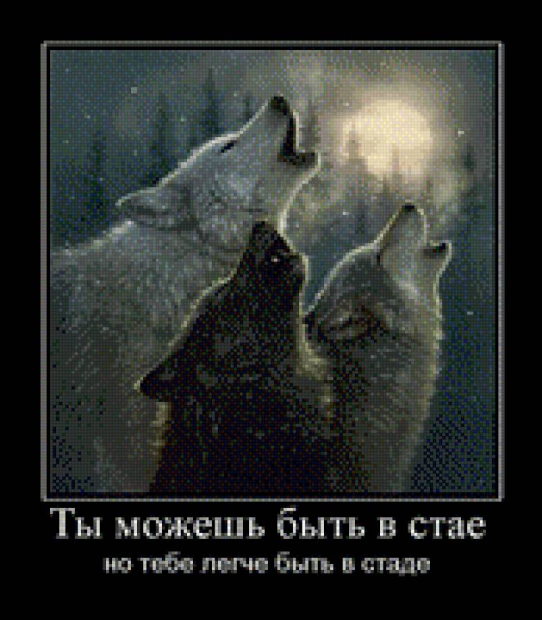 Стая - предпросмотр