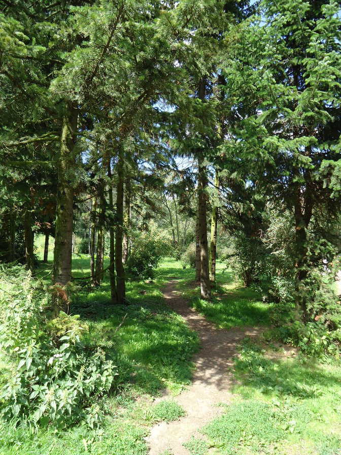 Тропинка в Ботаническом саду - лес, тропа, лето - оригинал