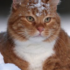 Схема вышивки «70»