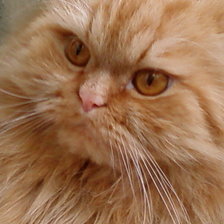 Схема вышивки «52/3»