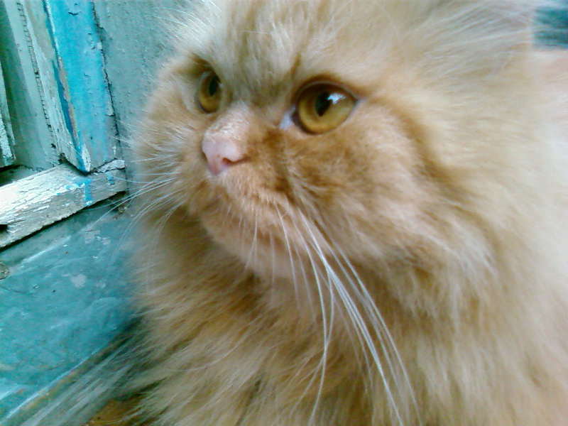 110/1 - оригинал