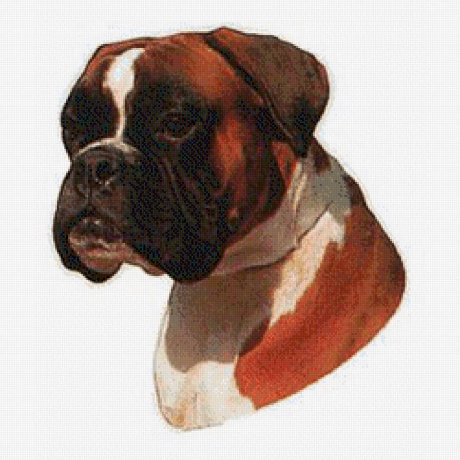 Boxer - предпросмотр