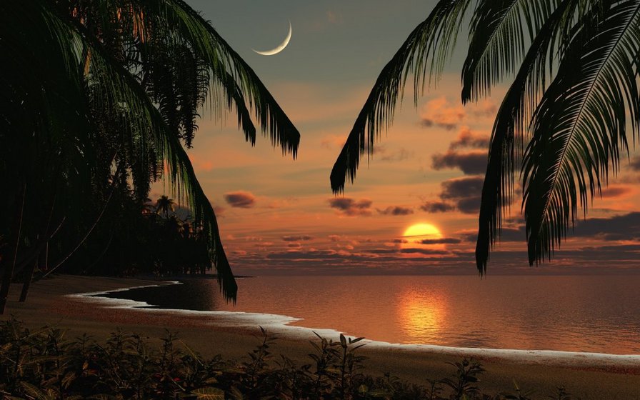Лунная ночь на берегу моря - море, ночь, луна, пальма, песок - оригинал