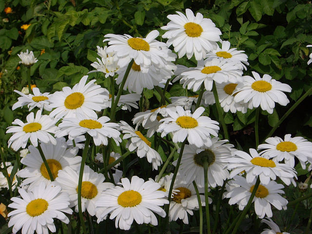 ромашки - цветы - оригинал