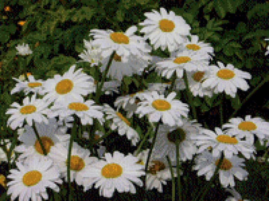 ромашки - цветы - предпросмотр