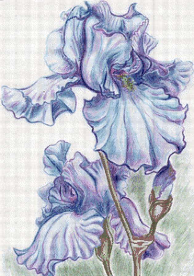 Ирисы - ирис, цветы - предпросмотр