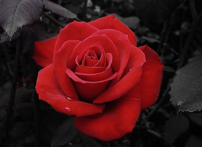 роза - роза, на черном, красная - оригинал