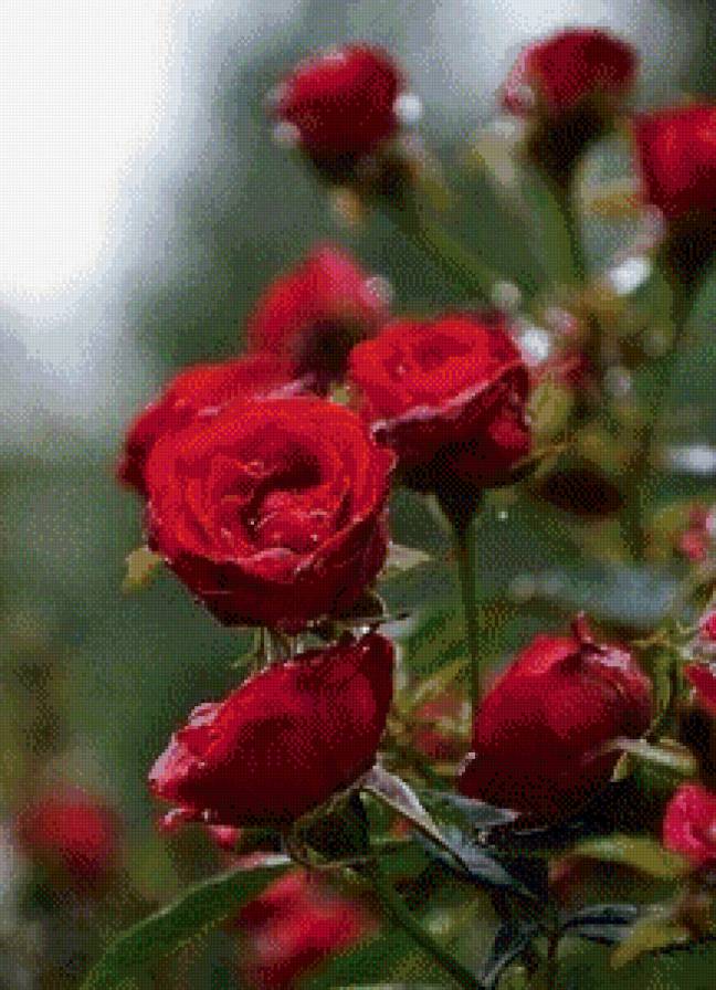 розы - розы - предпросмотр