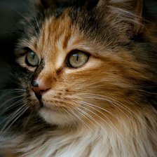 Схема вышивки «киса»