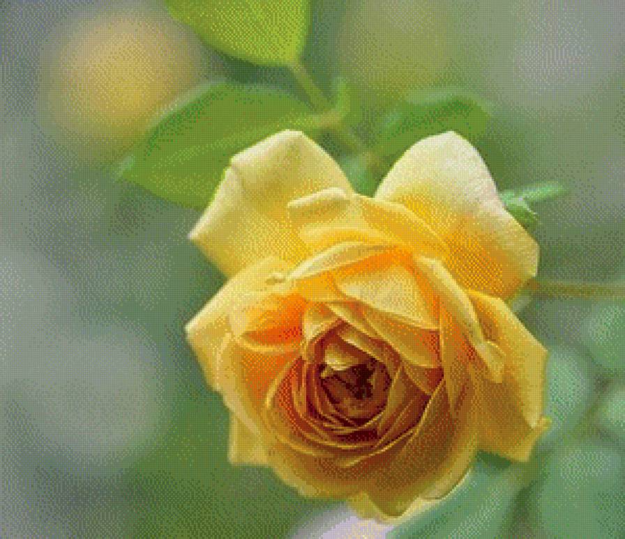 роза - роза - предпросмотр