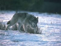 Схема вышивки «101»