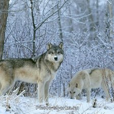 Схема вышивки «103»